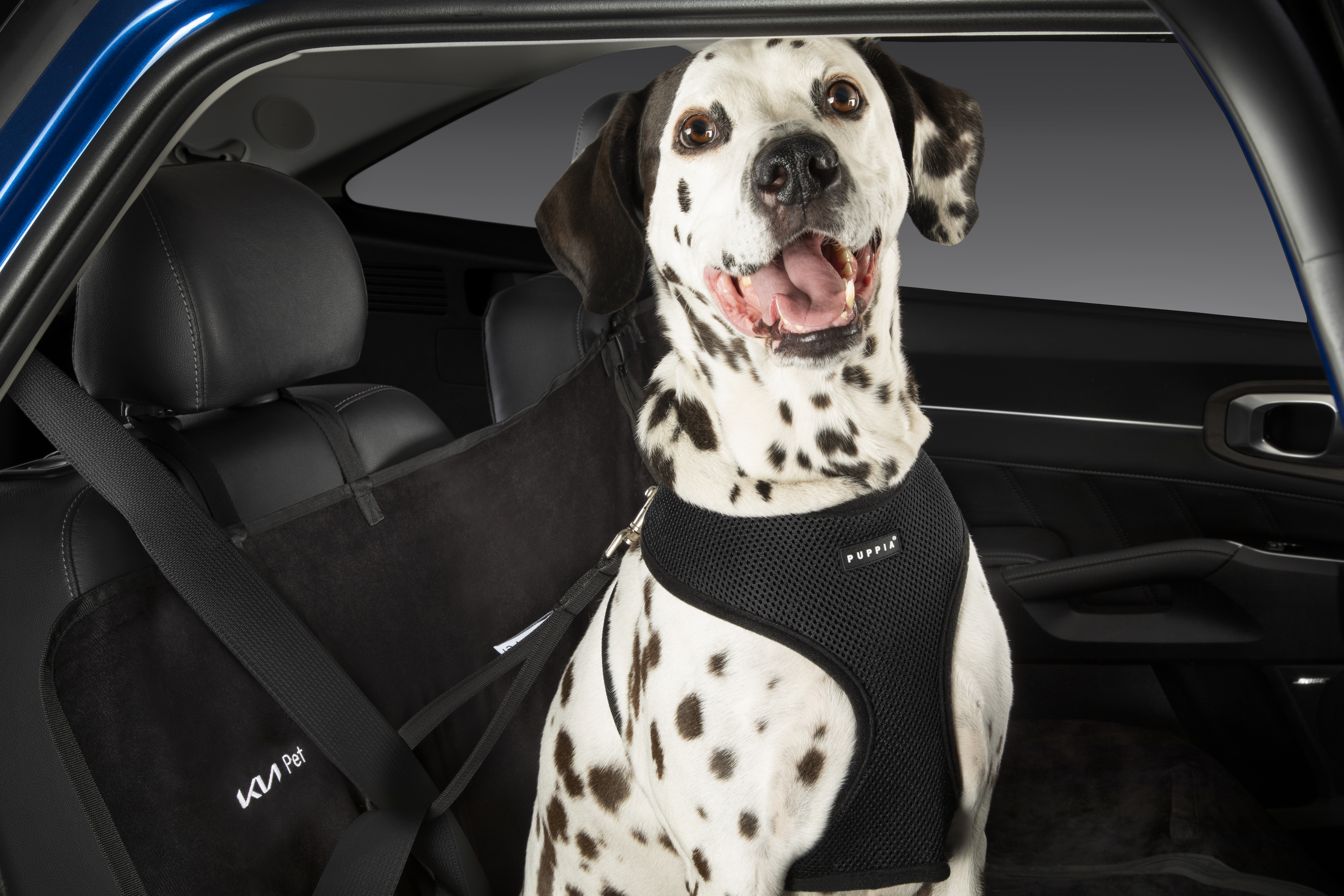 Cómo mantener tu vehículo en óptimas condiciones al viajar con mascotas en días lluviosos
